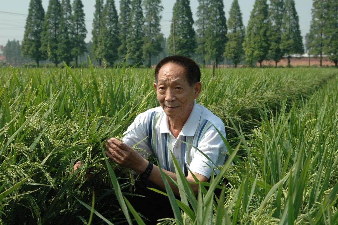 55年前，袁隆平這個(gè)"叛逆"結(jié)論，跨過"禁區(qū)"